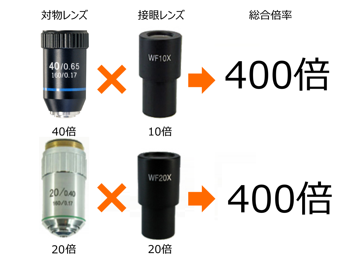顕微鏡の倍率（対物倍率・総合倍率・モニタ倍率）の違いについて 